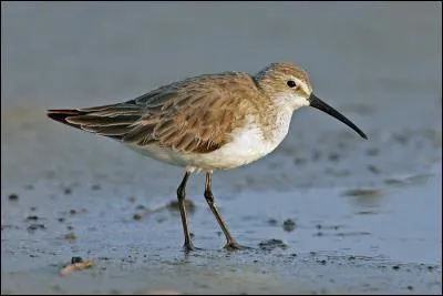 Quel est ce bécasseau visible en France uniquement pendant la période de migration ?