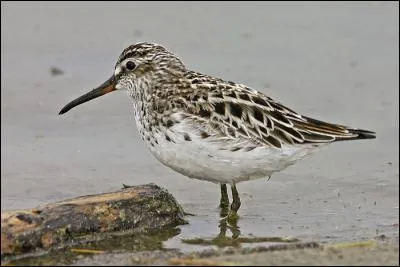 Quel est cet oiseau différant de ses cousins des deux questions précédentes, surtout par son bec ?