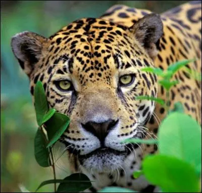 C'est une terre labourée mais non ensemencée !