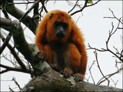 Dentelle dont le tissage comporte trois systèmes de fils (ou de soies) !