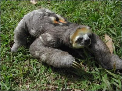 Coquin, fripon, ou indigent réduit à mendier !