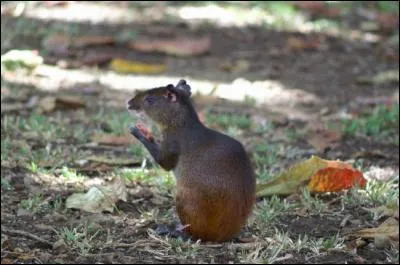 Engrais riche en phosphate et en azote !