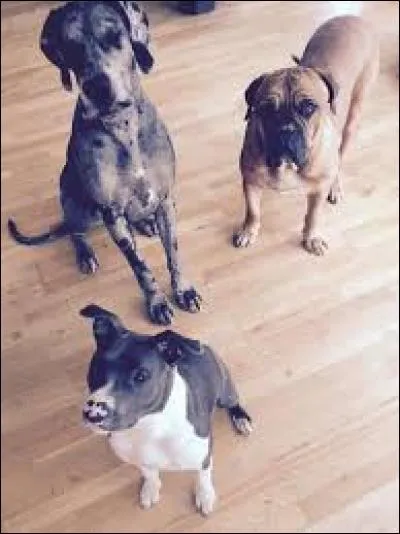 Quels animaux a-t-il ?