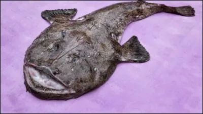 "Baudroie" ! Relire la consigne et trouver le numéro du département !