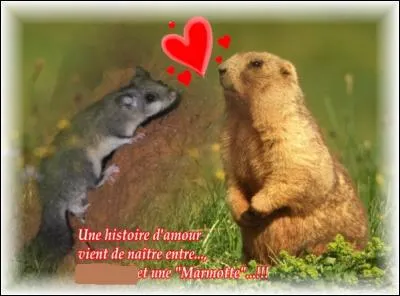 "Lérot" ! Autre mot, autre département, autre numéro !