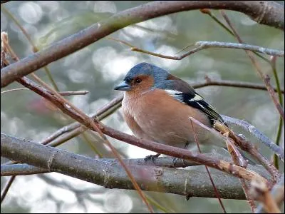 Il paraît que je suis gai... Je suis :