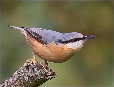 Je fais mon nid avec du torchis. Mon nom est...