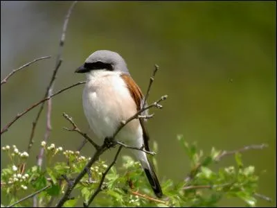 Mon nom est pie-grièche et j'ai une étrange particularité...