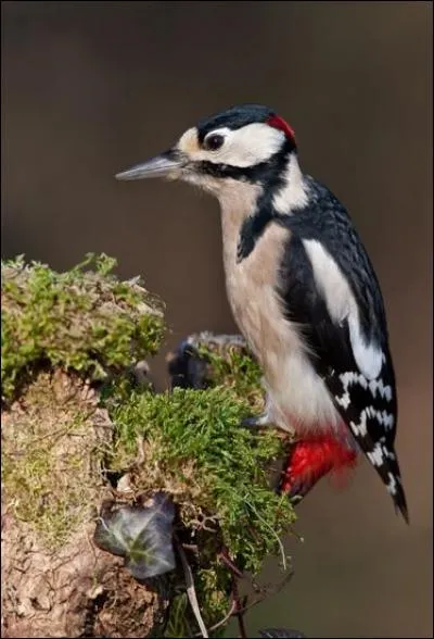 Je grimpe à la verticale sur les arbres. Je suis...
