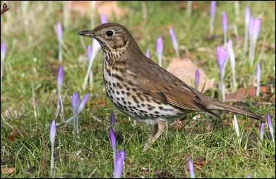 Comme mon cousin le merle, je mange des vers. Mais ma particularité est de manger...