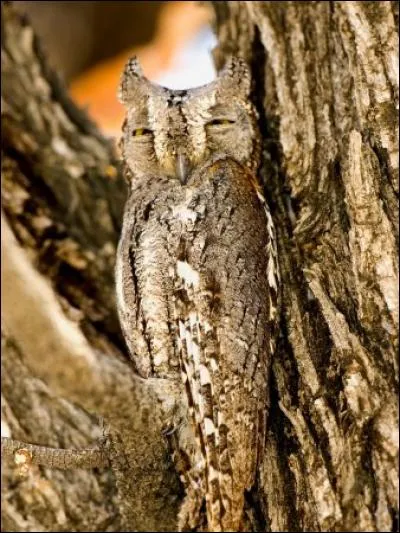 Je suis un tout petit rapace nocturne au plumage semblable à l'écorce des arbres. Je suis de la taille d'un merle ou d'une grive, mais en plus trapu. Je suis...