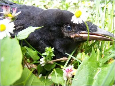 Je suis un jeune corbeau freux et je suis tombé par terre. Il faut...