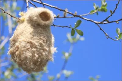 Ce nid particulier appartient à ...