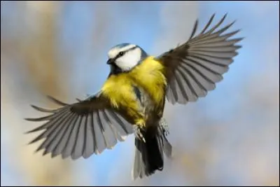Quel est le nom des plumes permettant aux oiseaux de voler (plumes des ailes) ?