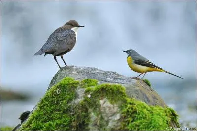 Ces deux oiseaux vivent près des cours d'eau. Ce sont :