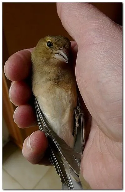 Ce pinson s'est pris une vitre. Le mieux est de :