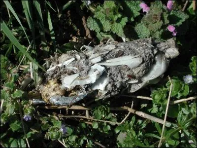 Qu'est ce que c'est ?