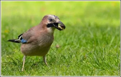 Qui enterre les glands ?