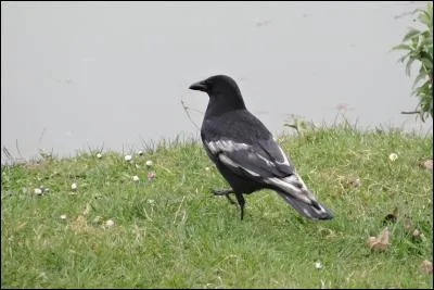 Pourquoi cette corneille a-t-elle des plumes blanches ?