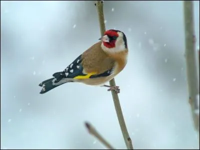 Dans certains pays, je suis élevé(e) en captivité pour la beauté de mon chant et de mon plumage. En France, je fréquente souvent les mangeoires en hiver. Je suis :
