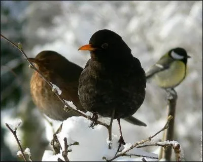 Quel oiseau n'est PAS présent sur cette photo ?