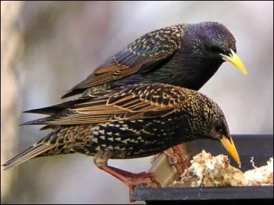 Lorsque nous nous déplaçons par milliers, nous sommes accusés de faire beaucoup de dégâts... Nous sommes d'ailleurs considérés comme nuisibles, nous sommes :