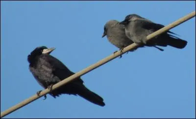 Deux corvidés sont présents sur cette image. Lesquels ?