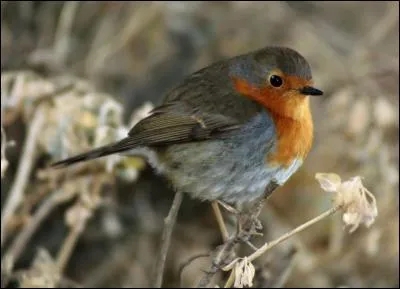 Peu farouche, je suis reconnaissable à ma poitrine orangée... Je suis :