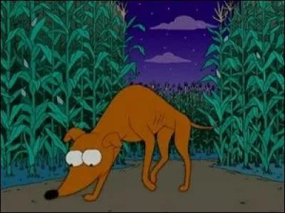 Ce chien (Petit Papa Noël) est de quelle race ?