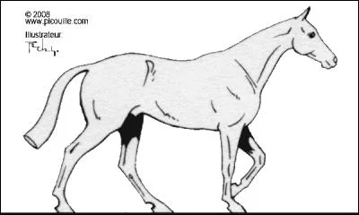 Au pas, dans quel ordre marche le cheval ?