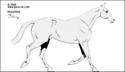 Dans quel ordre trotte le cheval ?