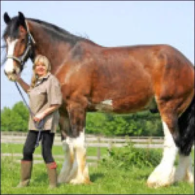 Quelle est la hauteur du plus grand cheval ?