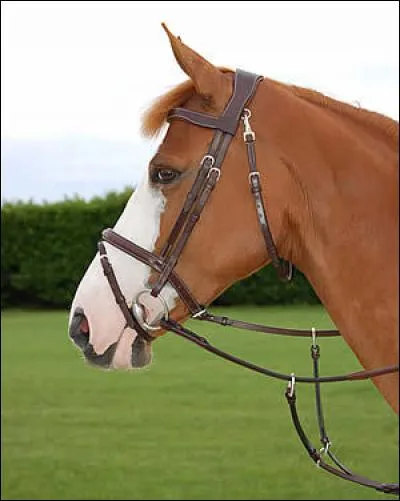 Sur un filet, comment appelle-t-on le fil qui passe sous la gorge ?