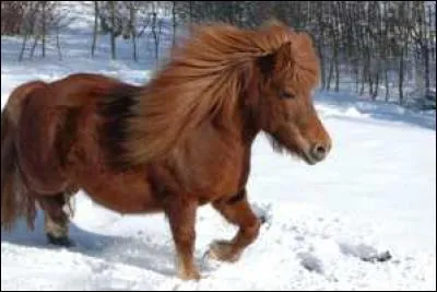 Quelle est la race de ce cheval ?