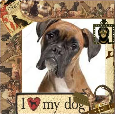 Quel était le nom de la chienne qui a permis de concevoir le premier Boxer ?