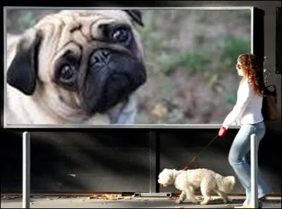 De quel pays le carlin vient-il ?