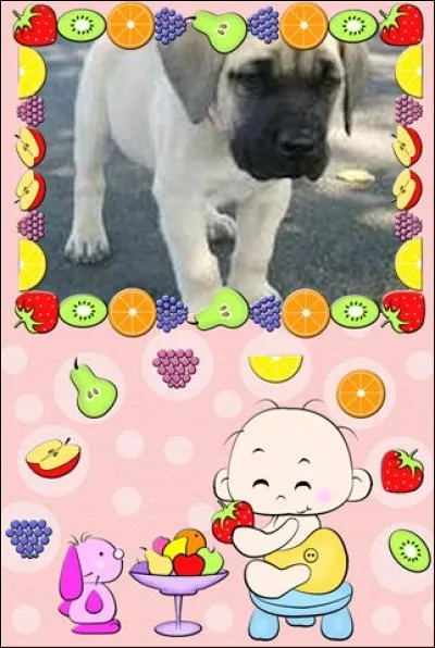 Comment les yeux du mastiff sont-ils ?