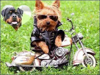 Quels étaient les ancêtres du rottweiler, d'après certains chercheurs ?