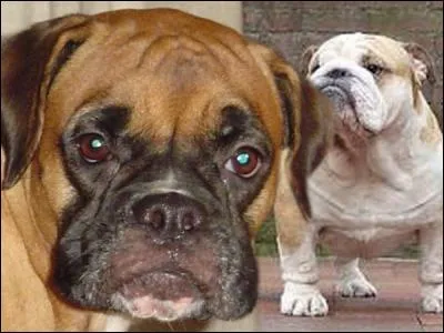 Ci-contre, vous pouvez admirer un bulldog anglais (à droite). Quand le bullbaiting fut-il interdit, provoquant la quasi disparition de cette race ?