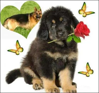 Dans le cur, vous pouvez voir un berger allemand. Comment les oreilles du berger allemand de type Wurtemberg sont-elles ?