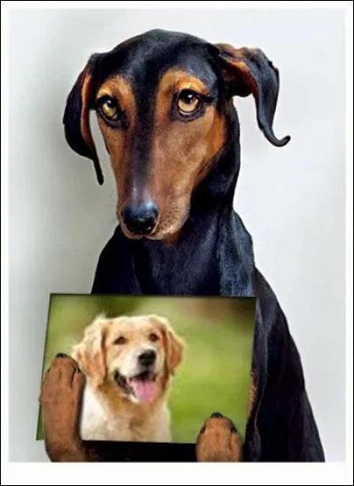 Quelle race de chiens est illustrée dans la photo tenue par le chien ci-contre ?