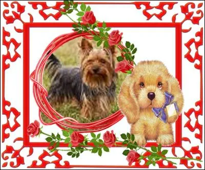 Quel poids le Yorkshire Terrier peut-il peser au maximum ?