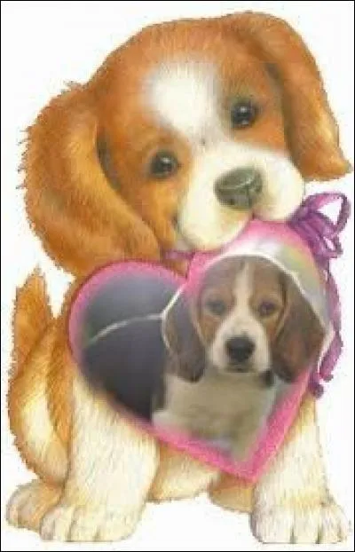 D'où le beagle nous vient-il ?