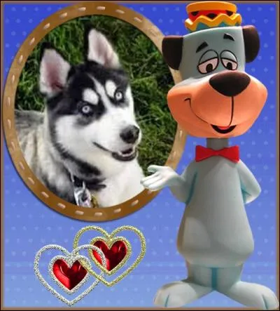 Le husky de Sibérie est un chien de traîneau. Selon l'orthographe française, quel est le pluriel du terme "husky" ?