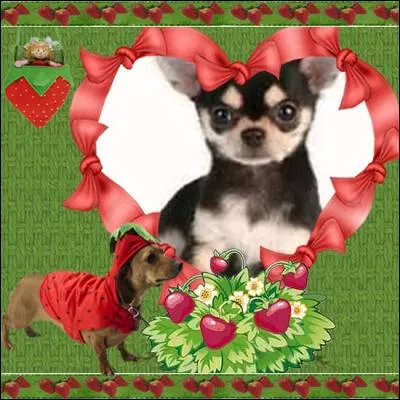 Que peut-on dire du chihuahua ?