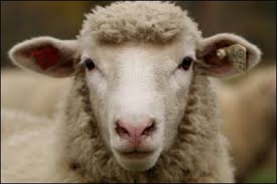 Comment appelle-t-on le petit du mouton, lorsqu'il s'agit d'une femelle ?