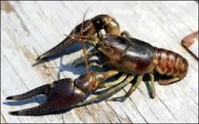 Auteur du roman "Le Nom de la rose", on lui doit également l'essai "A reculons comme une écrevisse" :