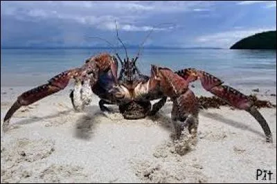 Plus grand arthropode terrestre, il se répartit dans des îles et îlots de l'océan Pacifique et de l'océan Indien :