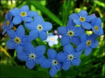 Quelle est cette fleur également appelée "ne m'oubliez pas" ?