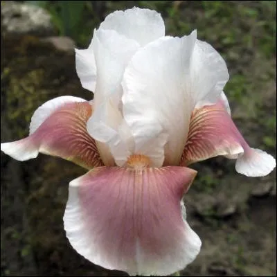 Cette élégante plante demandant peu de soins et offrant des variétés considérables de couleurs vous invite dans de nombreux parc floraux où elle occupe une place de choix.